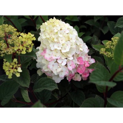 Гортензия метельчатая Ренсам - Самарская Лидия Гортензия метельчатая Ренсам - Самарская Лидия