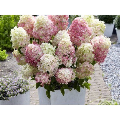 Гортензия метельчатая Саммер Лав Гортензия метельчатая Саммер Лав