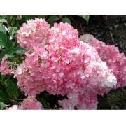 Гортензия метельчатая Строберри Блоссом