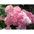 Гортензия метельчатая Строберри Блоссом Гортензия метельчатая Строберри Блоссом