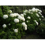 Гортензия древовидная Анабель