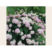 Гортензия древовидная Инкредибл Блаш - Свит Аннабель