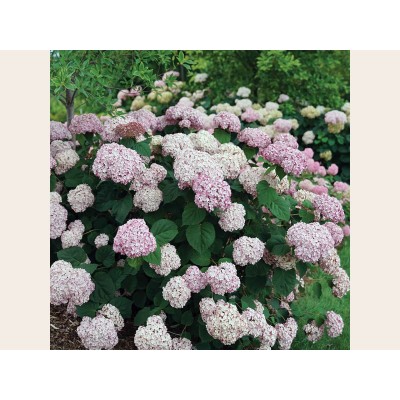 Гортензия древовидная Инкредибл Блаш - Свит Аннабель Гортензия древовидная Инкредибл Блаш - Свит Аннабель