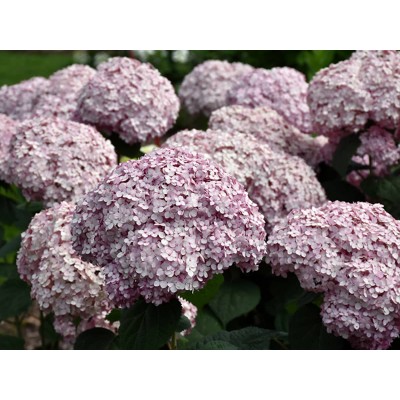 Гортензия древовидная Инкредибл Блаш - Свит Аннабель Гортензия древовидная Инкредибл Блаш - Свит Аннабель