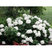 Гортензия древовидная Инкредибол - Стронг Аннабель