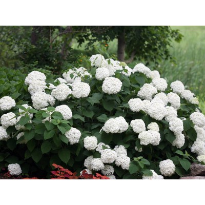 Гортензия древовидная Инкредибол - Стронг Аннабель Гортензия древовидная Инкредибол - Стронг Аннабель
