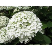 Гортензия древовидная Инкредибол - Стронг Аннабель