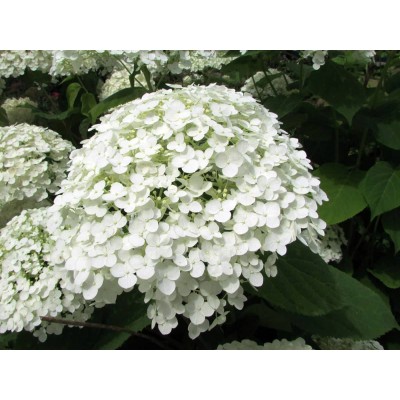 Гортензия древовидная Инкредибол - Стронг Аннабель Гортензия древовидная Инкредибол - Стронг Аннабель