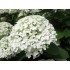 Гортензия древовидная Инкредибол - Стронг Аннабель Гортензия древовидная Инкредибол - Стронг Аннабель