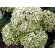 Гортензия древовидная Инвинсибелле Лиметта