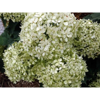 Гортензия древовидная Инвинсибелле Лиметта Гортензия древовидная Инвинсибелле Лиметта