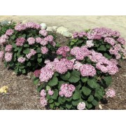 Гортензия древовидная Инвинсибелле Мини Мауви