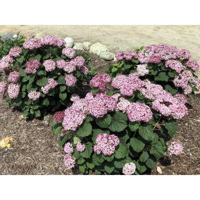 Гортензия древовидная Инвинсибелле Мини Мауви Гортензия древовидная Инвинсибелле Мини Мауви