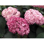 Гортензия древовидная Инвинсибелле Мини Мауви