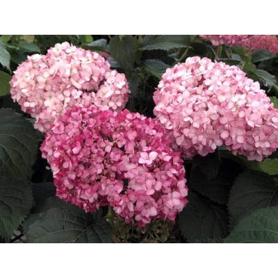 Гортензия древовидная Инвинсибелле Мини Мауви Гортензия древовидная Инвинсибелле Мини Мауви