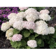Гортензия древовидная Инвинсибелле Ви Вайт