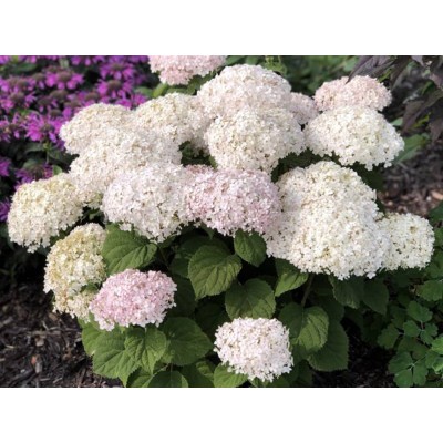 Гортензия древовидная Инвинсибелле Ви Вайт Гортензия древовидная Инвинсибелле Ви Вайт