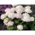 Гортензия древовидная Инвинсибелле Ви Вайт Гортензия древовидная Инвинсибелле Ви Вайт