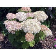 Гортензия древовидная Инвинсибелле Ви Вайт