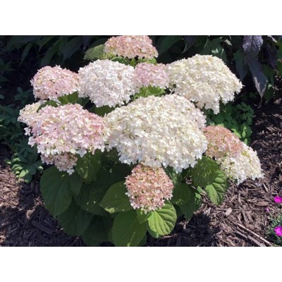 Гортензия древовидная Инвинсибелле Ви Вайт Гортензия древовидная Инвинсибелле Ви Вайт