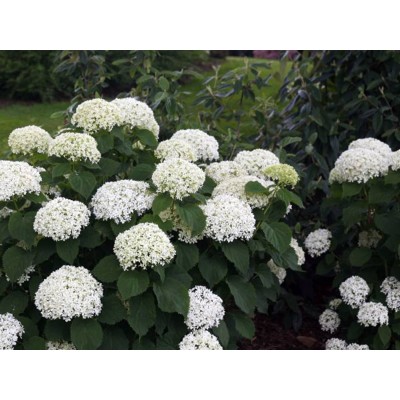 Гортензия древовидная Инвинсибелле Лиметта Гортензия древовидная Инвинсибелле Лиметта