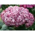 Гортензия древовидная Инвинсибелле Мини Мауви Гортензия древовидная Инвинсибелле Мини Мауви