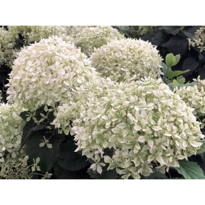 Гортензия древовидная Инвинсибелле Ви Вайт Гортензия древовидная Инвинсибелле Ви Вайт