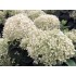 Гортензия древовидная Инвинсибелле Ви Вайт Гортензия древовидная Инвинсибелле Ви Вайт