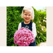 Гортензия древовидная Мэджикал Пинкербелл