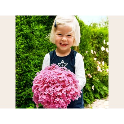 Гортензия древовидная Мэджикал Пинкербелл Гортензия древовидная Мэджикал Пинкербелл