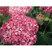 Гортензия древовидная Мэджикал Пинкербелл