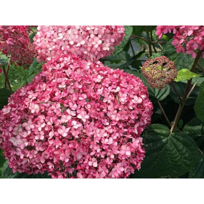 Гортензия древовидная Мэджикал Пинкербелл Гортензия древовидная Мэджикал Пинкербелл