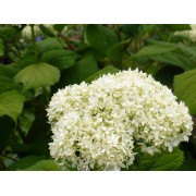 Гортензия древовидная Стерилис