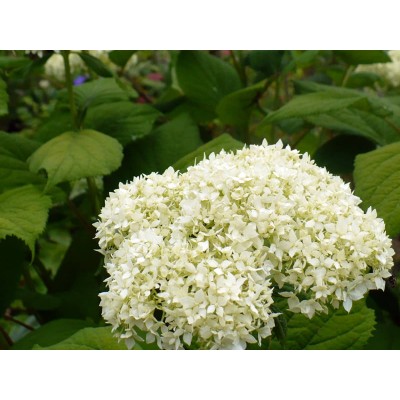 Гортензия древовидная Стерилис Гортензия древовидная Стерилис