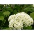 Гортензия древовидная Стерилис Гортензия древовидная Стерилис