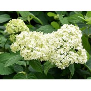 Гортензия древовидная Стерилис