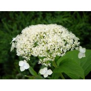 Гортензия древовидная Уайт Дом - Дардом