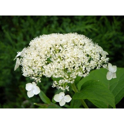 Гортензия древовидная Уайт Дом - Дардом Гортензия древовидная Уайт Дом - Дардом