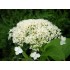 Гортензия древовидная Уайт Дом - Дардом Гортензия древовидная Уайт Дом - Дардом