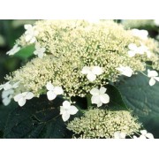 Гортензия древовидная Уайт Дом - Дардом