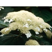 Гортензия древовидная Уайт Дом - Дардом