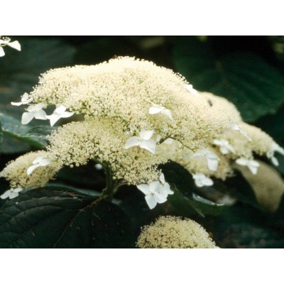 Гортензия древовидная Уайт Дом - Дардом Гортензия древовидная Уайт Дом - Дардом