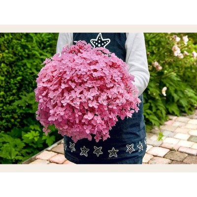 Гортензия древовидная Мэджикал Пинкербелл Гортензия древовидная Мэджикал Пинкербелл