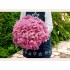 Гортензия древовидная Мэджикал Пинкербелл Гортензия древовидная Мэджикал Пинкербелл