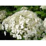 Гортензия древовидная Стерилис