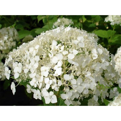 Гортензия древовидная Стерилис Гортензия древовидная Стерилис