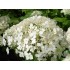 Гортензия древовидная Стерилис Гортензия древовидная Стерилис