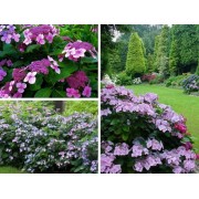 Гортензия шершавая Хот Чоколит