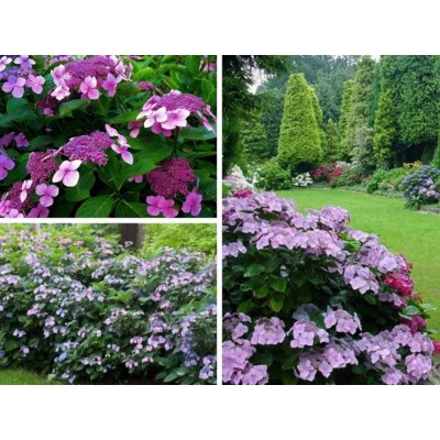 Гортензия шершавая Хот Чоколит Гортензия шершавая Хот Чоколит