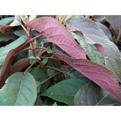 Гортензия шершавая Хот Чоколит Гортензия шершавая Хот Чоколит